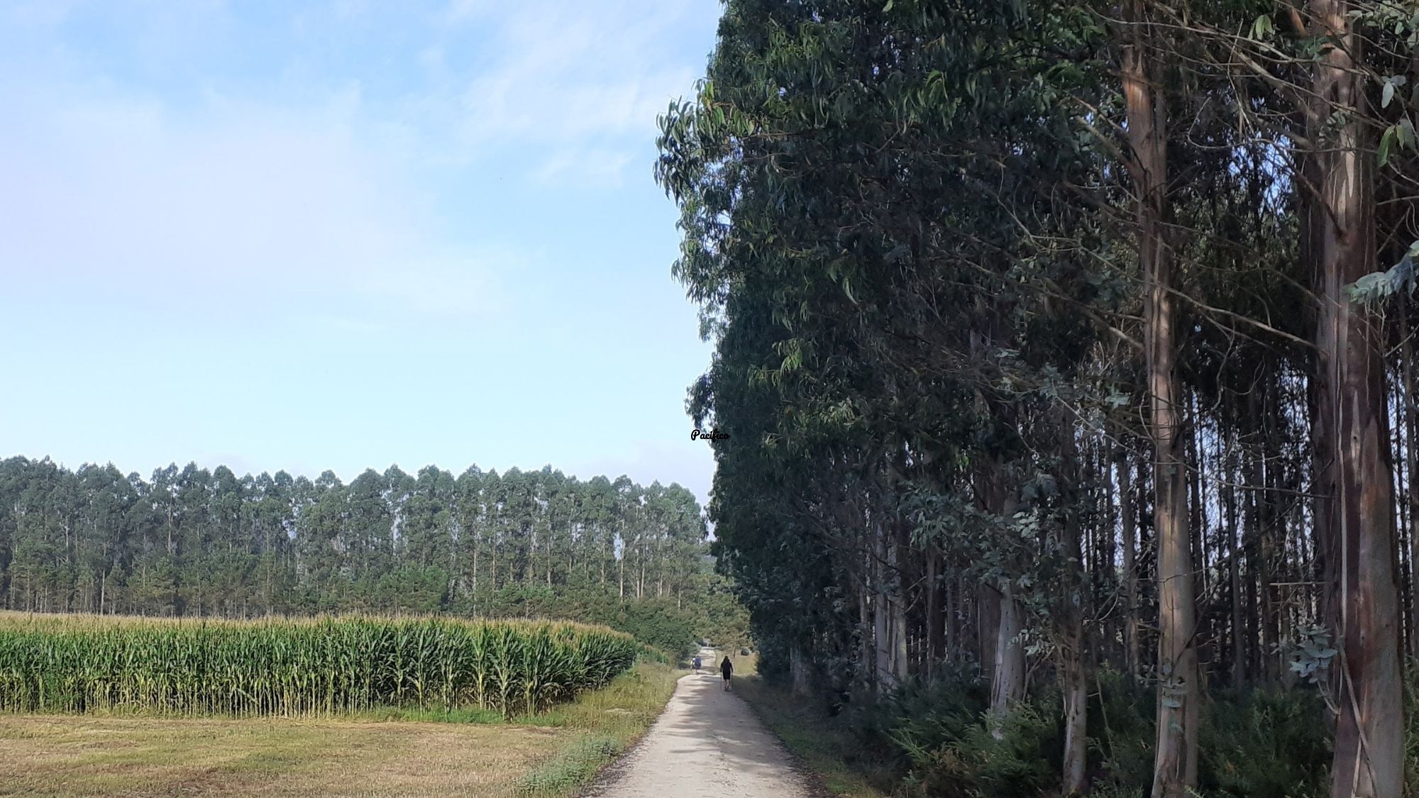 Read more about the article How Long Does It Take to Walk the Camino de Santiago?
